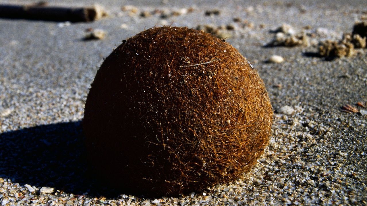 The Science Behind How Neptune Balls Form in Oceans and Wash Ashore