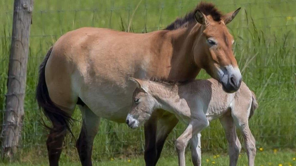 Precious New Arrival A Beacon of Hope for Critically Endangered Native Breed