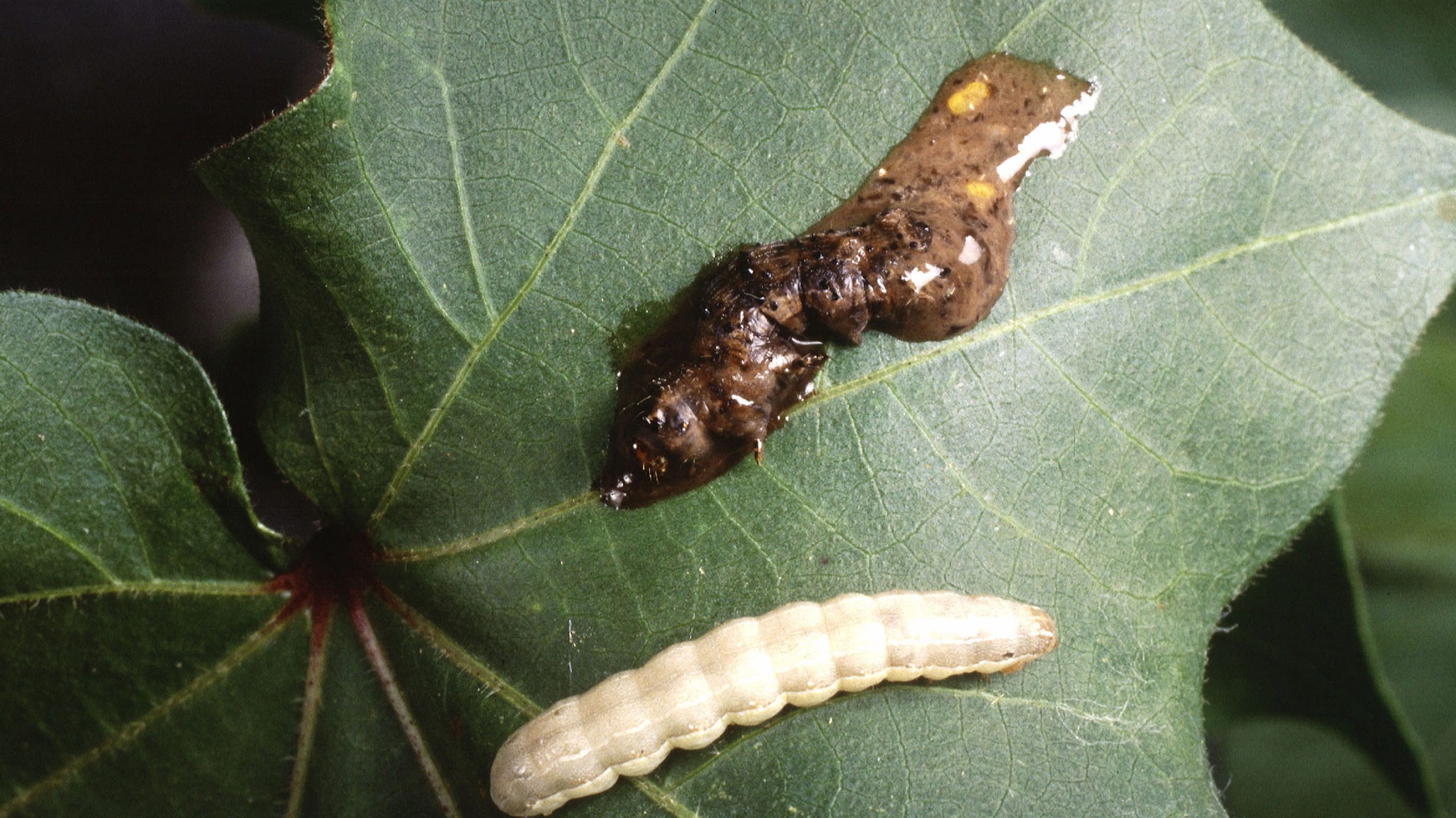 How a virus arcs a caterpillar into a zombie destined to climb to its death